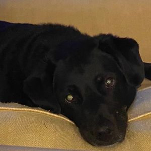 Meet your Posher, Benjamin